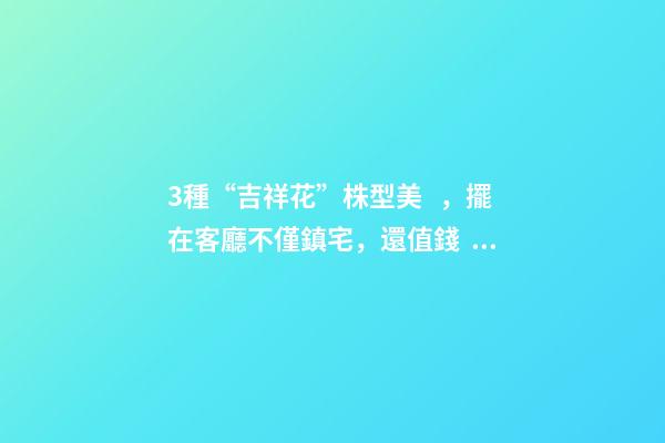 3種“吉祥花”株型美，擺在客廳不僅鎮宅，還值錢，寓意發財